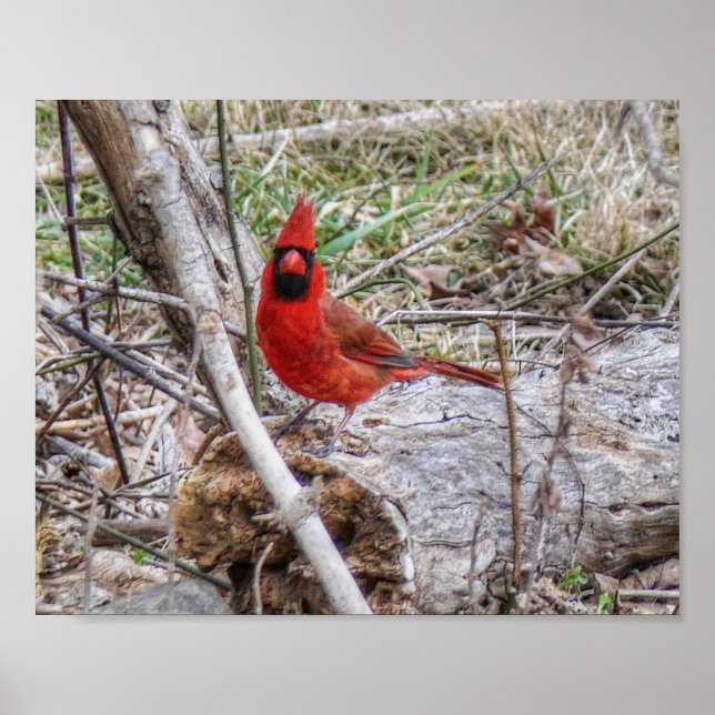 Póster Vibrant Cardinal (Frente)