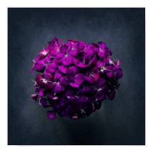 Vibrante foto de color morado