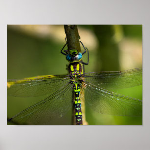 Póster Vibrante Hawker Dragonfly Close - Foto de Wildlife