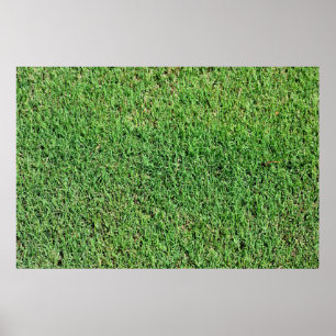 Póster Vibrante hierba verde