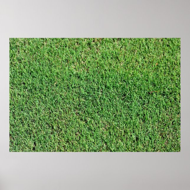 Póster Vibrante hierba verde (Frente)