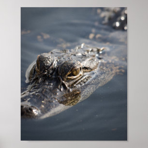 Póster Vibrante lagarto americano acechando en el agua