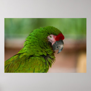Póster Vibrante loro macaw en vista de perfil
