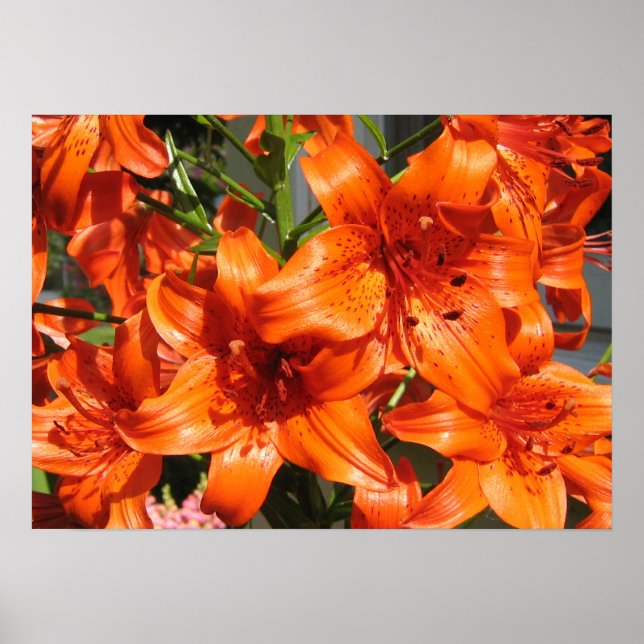 Póster Vibrante Naranja Tiger Lilies (Frente)