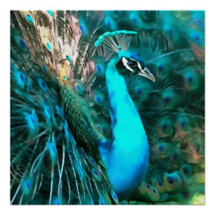 Póster Vibrante Pavo Real Azul Con Cola Avalada