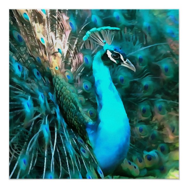 Póster Vibrante Pavo Real Azul Con Cola Avalada (Anverso)