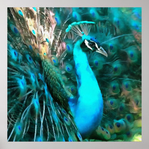 Póster Vibrante Pavo Real Azul Con Cola Avalada
