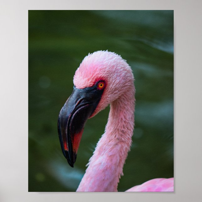 Póster Vibrante Retrato Flamingo - Fotografía de pájaro (Frente)