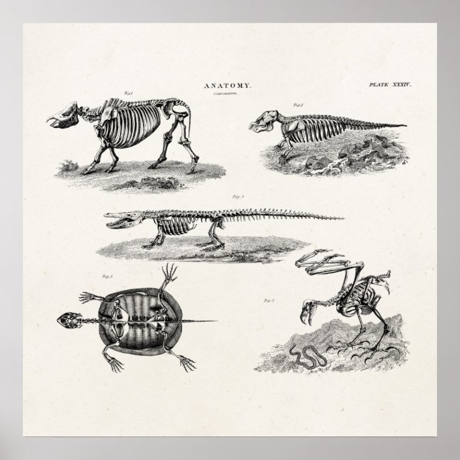 Póster Vibrantes esqueletos animales de la década de 1800 (Frente)