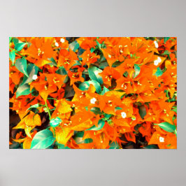 Póster Vibrantes Flores de Buganvilla Naranja