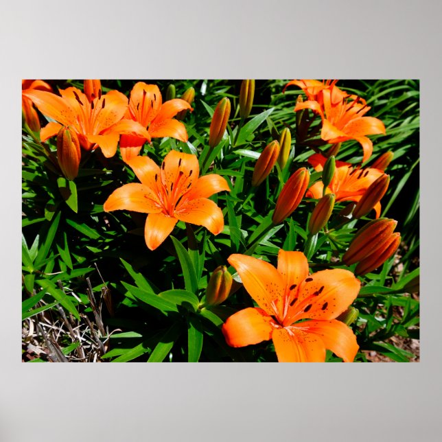 Póster Vibrantes Naranjas Asiáticos Lilies (Frente)