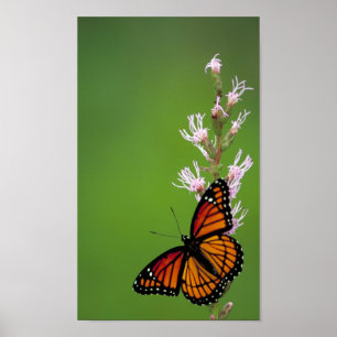 Póster Viceroy Butterfly