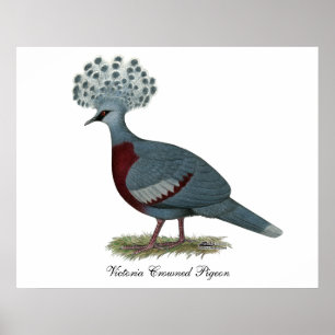 Póster Victoria Crowned Pigeon
