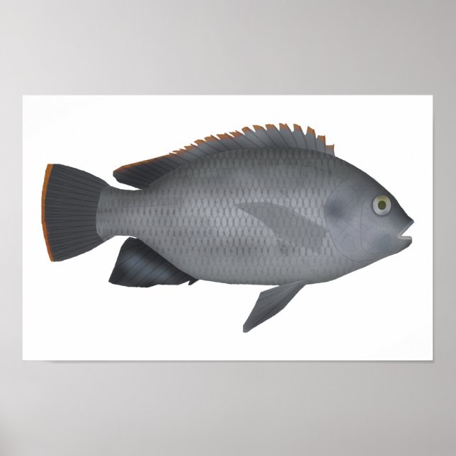 Póster Victoria Tilapia (Frente)