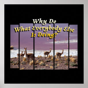 Póster Vicuña Guanaco Lover - Cita de aventuras de viajes