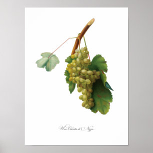 Póster Vid de uva - ilustracion de cosecha