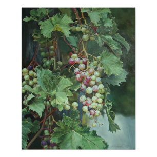 Póster Vid de Uva Realista con Hojas – Arte Fino