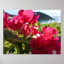 Vida de la isla caribeña rosa de Bougainvillea