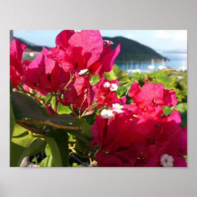 Póster Vida de la isla caribeña rosa de Bougainvillea (Frente)