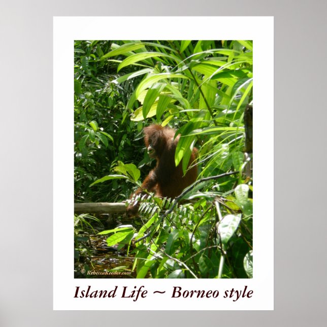 Póster Vida de la isla ~ estilo Borneo (Frente)