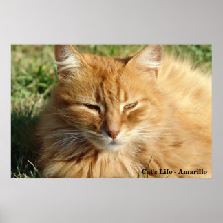 Póster Vida del gato - Amarillo durmiendo
