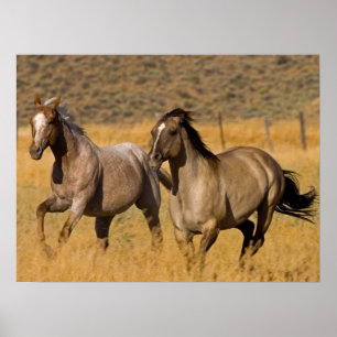 Póster Vida en rancho en The Ponderosa Ranch