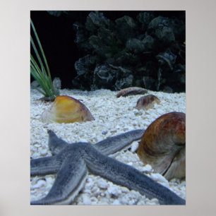 Póster Vida marina