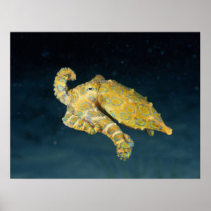 Póster Vida marina - Octopus