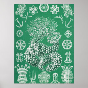 Póster Vida marina Thuroidea Gurkensterne por Ernst Haeck