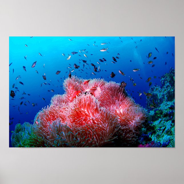 Póster Vida marina tropical Coral rosa brillante anemónic (Frente)