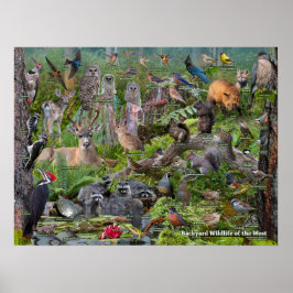 Póster Vida media en el patio trasero de Occidente