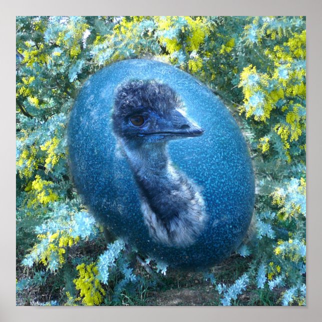 Póster Vida salvaje de Emu (Frente)