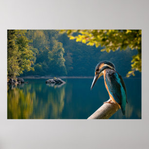 Póster Vida silvestre