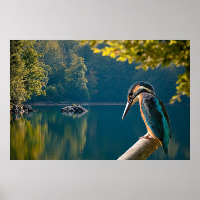 Póster Vida silvestre (Frente)