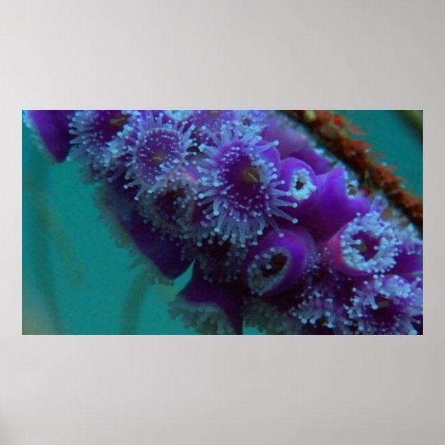 Póster Vida silvestre 12 poster de CU (Frente)