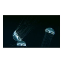 Vida silvestre 133 poster