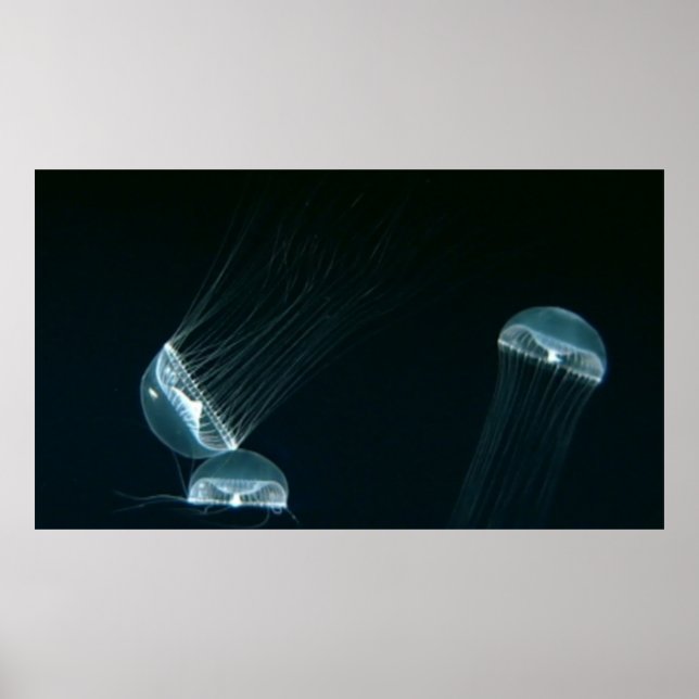 Póster Vida silvestre 133 poster (Frente)