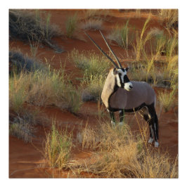 Póster Vida silvestre africana Oryx Antelope Dune Sand Sa