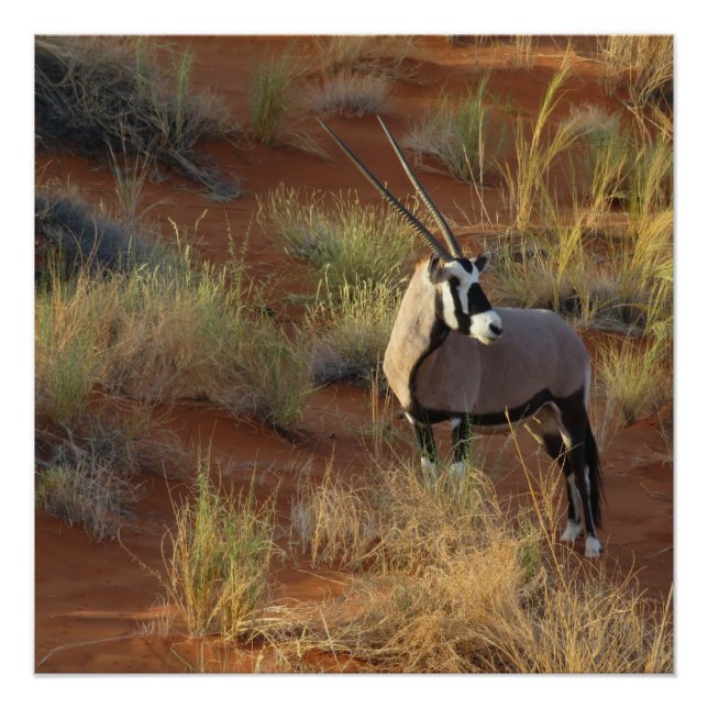 Póster Vida silvestre africana Oryx Antelope Dune Sand Sa (Anverso)