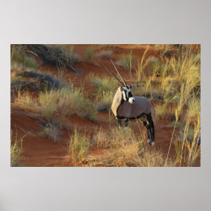Póster Vida silvestre africana Oryx Antelope Dune Sand Sa