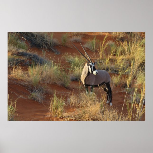 Póster Vida silvestre africana Oryx Antelope Dune Sand Sa (Frente)