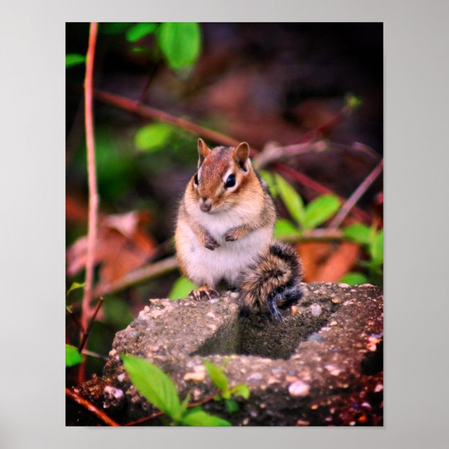 Póster Vida silvestre Cute Chipmunk (Frente)