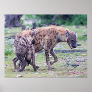 Póster Vida silvestre de Hyena en África