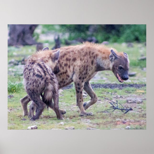 Póster Vida silvestre de Hyena en África (Frente)