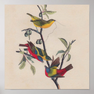 Póster Vida silvestre de las aves de Bunting de Audubon