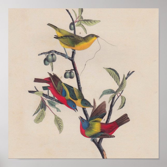 Póster Vida silvestre de las aves de Bunting de Audubon (Frente)
