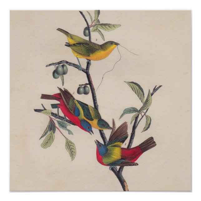 Póster Vida silvestre de las aves de Bunting de Audubon (Anverso)