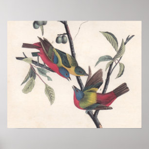 Póster Vida silvestre de las aves de Bunting de Audubon