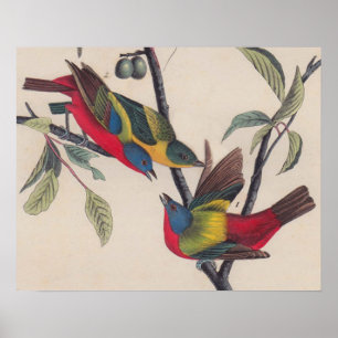 Póster Vida silvestre de las aves de Bunting de Audubon