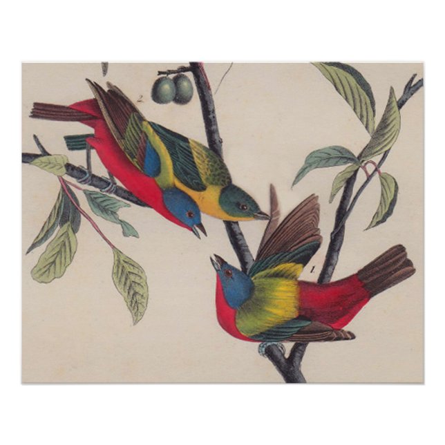 Póster Vida silvestre de las aves de Bunting de Audubon (Anverso)